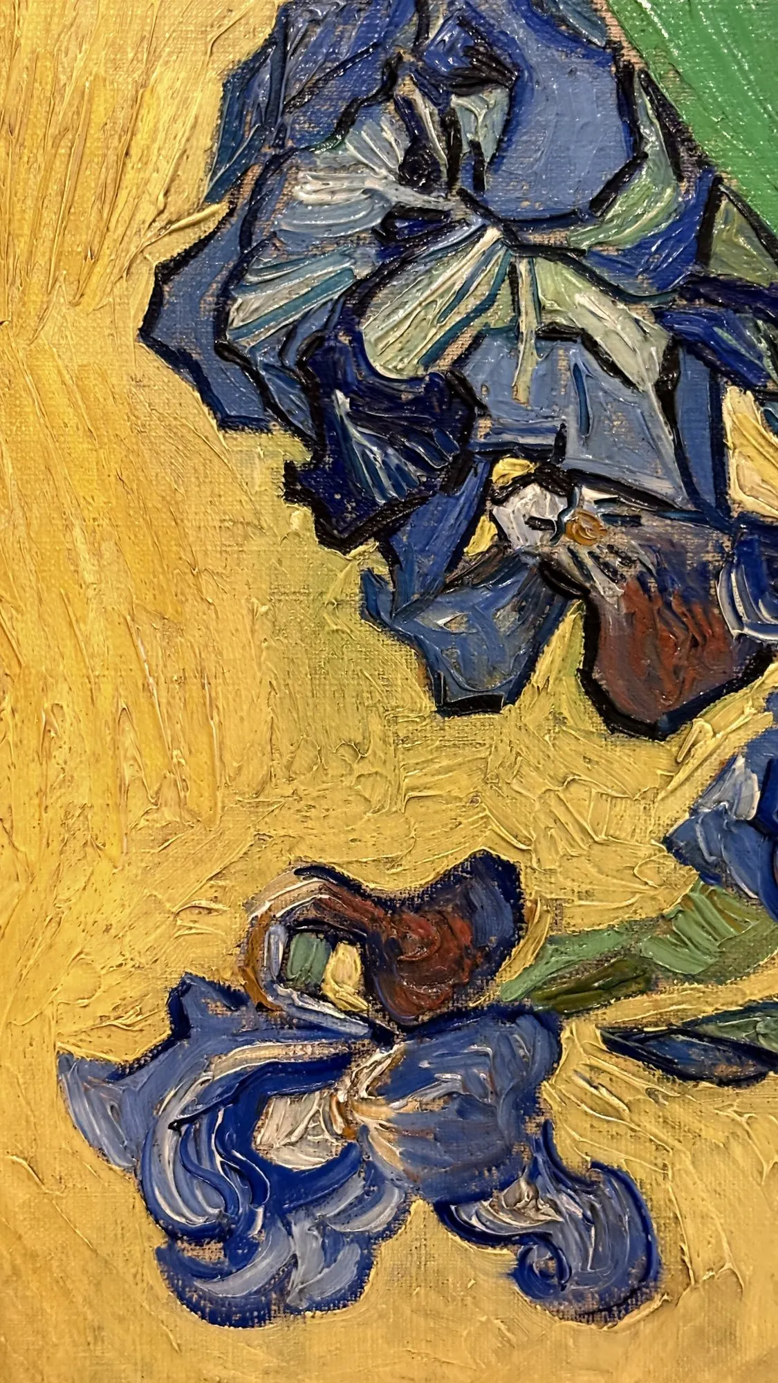 Iris bleus sur fond jaune vif, contours noirs appuyés