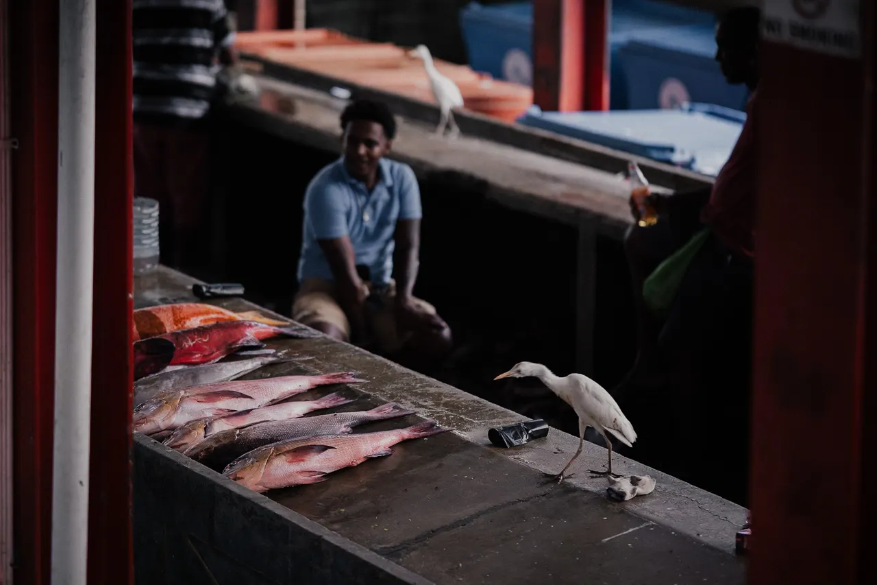 Fish on the stall, a white egret watching